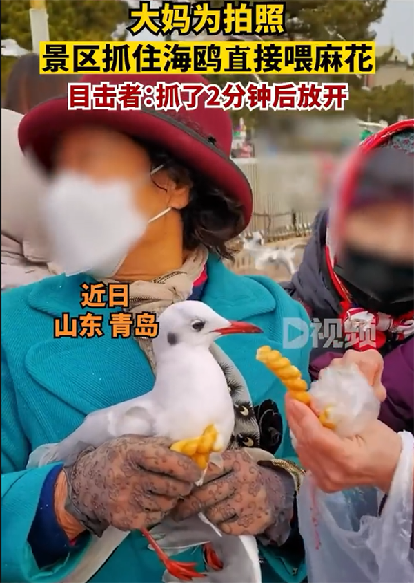 大媽為拍照景區(qū)抓住海鷗喂麻花：遭網(wǎng)友譴責不文明